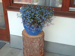 Blumen auf der Terrasse